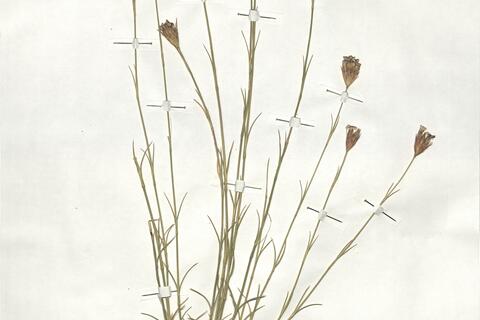 Dianthus pinifolius Sm. subsp. pinifolius -  RO-HSepv 18917 - immagine 2