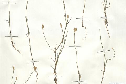 Petrorhagia prolifera (L.) P.W. Ball & Heywood -  RO-HSepv 17884 photo