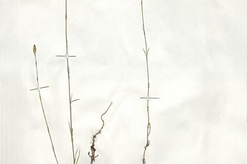 Petrorhagia prolifera (L.) P.W. Ball & Heywood -  RO-HSepv 18937 - immagine 2
