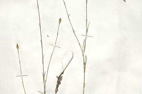 Petrorhagia prolifera (L.) P.W. Ball & Heywood -  RO-HSepv 18937 photo