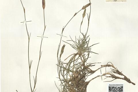 Dianthus pungens L. subsp. hispanicus (Asso) O. Bolós & Vigo -  RO-HSepv 15962 photo