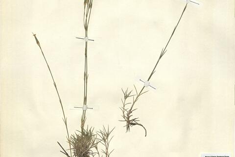 Dianthus pyrenaicus Pourr. subsp. pyrenaicus -  RO-HSepv 11170 - immagine 2