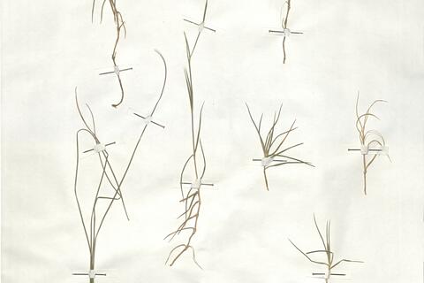 Dianthus pyrenaicus Pourr. subsp. pyrenaicus -  RO-HSepv 18918 - immagine 2