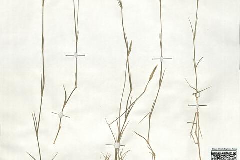 Dianthus pyrenaicus Pourr. subsp. pyrenaicus -  RO-HSepv 18918 photo