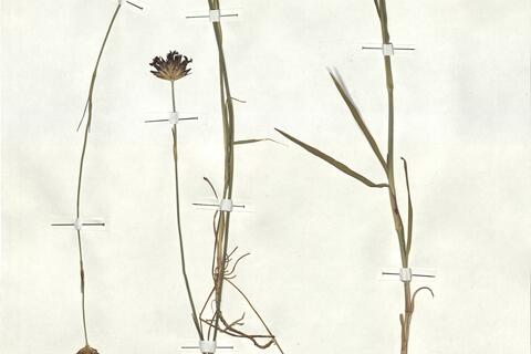 Dianthus sanguineus Vis.  -  RO-HSepv 17874 photo