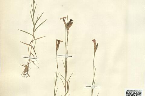 Dianthus scaber Chaix  -  RO-HSepv 12103 photo