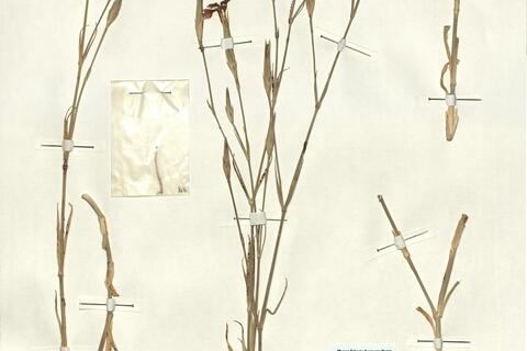 Dianthus serrulatus Desf. subsp. macranthus Maire -  RO-HSepv 13003 photo