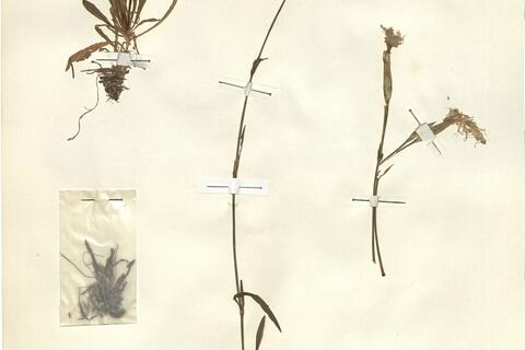 Dianthus superbus L. subsp. superbus -  RO-HSepv 12105 - immagine 2