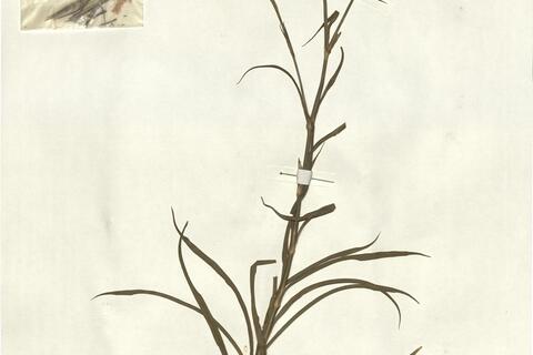 Dianthus superbus L. subsp. superbus -  RO-HSepv 13004 photo