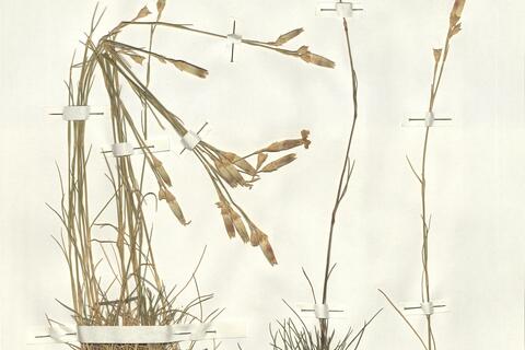 Dianthus sylvestris Wulfen subsp. longicaulis (Ten.) Greuter & Burdet -  RO-HSepv 14970 photo