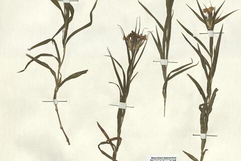 Dianthus trifasciculatus Kit. subsp. trifasciculatus -  RO-HSepv 13005 photo