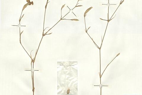 Dianthus zonatus Fenzl var. zonatus  -  RO-HSepv 16862 photo