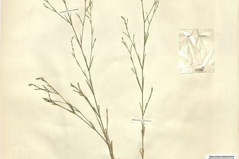 Petrorhagia illyrica (L.) P.W. Ball & Heywood -  RO-HSepv 11188 photo