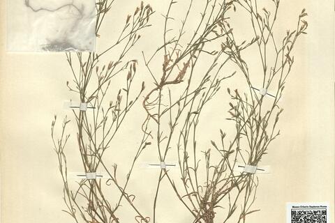 Petrorhagia illyrica (L.) P.W. Ball & Heywood -  RO-HSepv 11189 photo