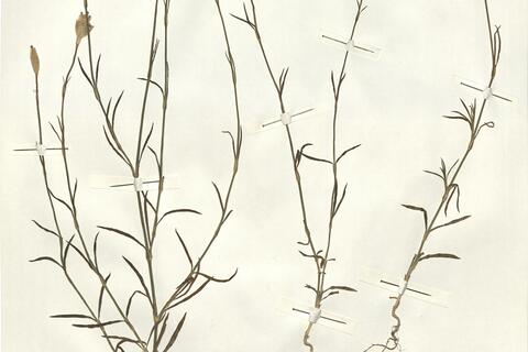 Petrorhagia nanteuilii (Burnat) P.W. Ball & Heywood -  RO-HSepv 14978 photo