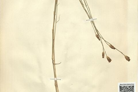 Petrorhagia prolifera (L.) P.W. Ball & Heywood -  RO-HSepv 11190 photo