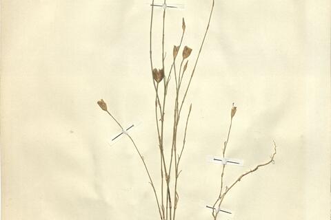 Petrorhagia prolifera (L.) P.W. Ball & Heywood -  RO-HSepv 11191 photo