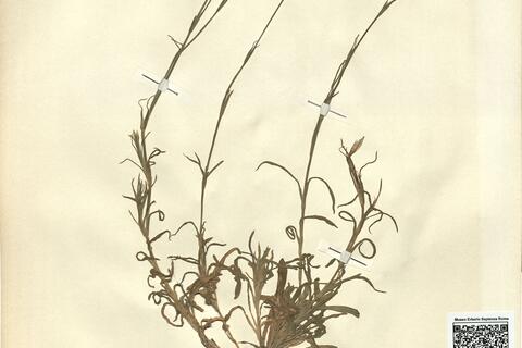 Petrorhagia prolifera (L.) P.W. Ball & Heywood -  RO-HSepv 12122 photo