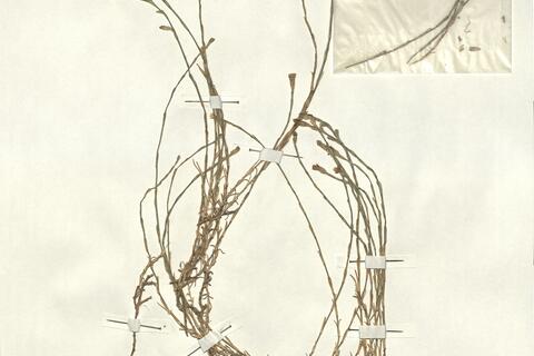 Petrorhagia saxifraga (L.) Link subsp. gasparrinii (Guss.) Greuter & Burdet -  RO-HSepv 13017 - immagine 2