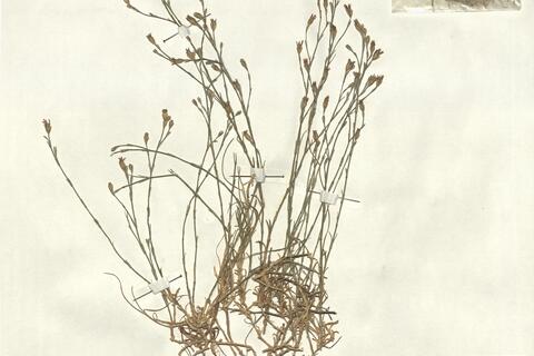 Petrorhagia saxifraga (L.) Link subsp. gasparrinii (Guss.) Greuter & Burdet -  RO-HSepv 13017 photo