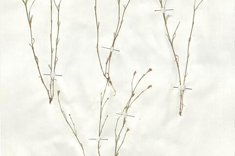Petrorhagia saxifraga (L.) Link subsp. saxifraga -  RO-HSepv 18938 - immagine 2