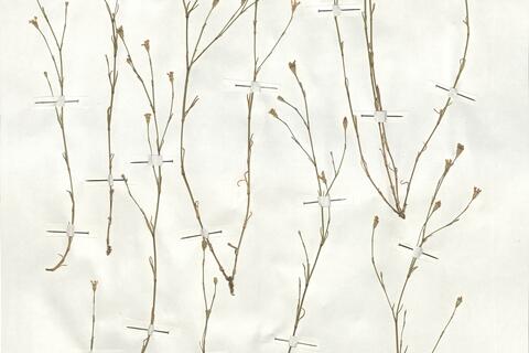 Petrorhagia saxifraga (L.) Link subsp. saxifraga -  RO-HSepv 18938 - immagine 3