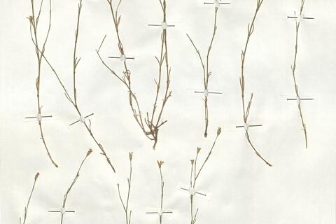 Petrorhagia saxifraga (L.) Link subsp. saxifraga -  RO-HSepv 18938 - immagine 4