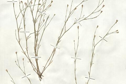 Petrorhagia saxifraga (L.) Link subsp. saxifraga -  RO-HSepv 18938 photo