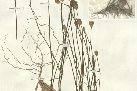 Petrorhagia velutina (Guss.) P.W. Ball & Heywood -  RO-HSepv 13018 photo