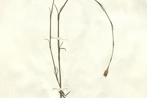 Petrorhagia velutina (Guss.) P.W. Ball & Heywood -  RO-HSepv 14004 photo