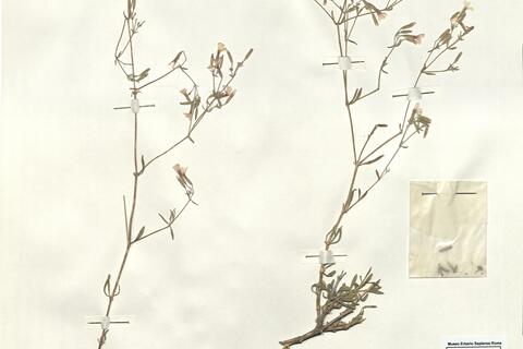 Allochrusa versicolor (Fisch. & Mey.) Boiss.  -  RO-HSepv 14951 photo