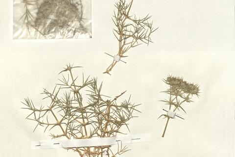 Drypis spinosa L. -  RO-HSepv 13006 photo