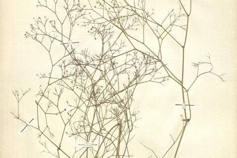 Gypsophila arrostii Guss. subsp. nebulosa (Boiss. & Heldr.) Greuter & Burdet -  RO-HSepv 11171 photo