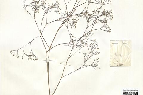 Gypsophila arrostii Guss. subsp. nebulosa (Boiss. & Heldr.) Greuter & Burdet -  RO-HSepv 15964 photo