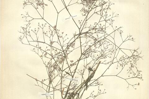 Gypsophila aucheri Boiss. -  RO-HSepv 11173 photo