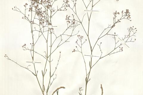 Gypsophila aucheri Boiss. -  RO-HSepv 13990 photo