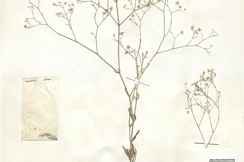 Gypsophila aucheri Boiss. -  RO-HSepv 14972 photo