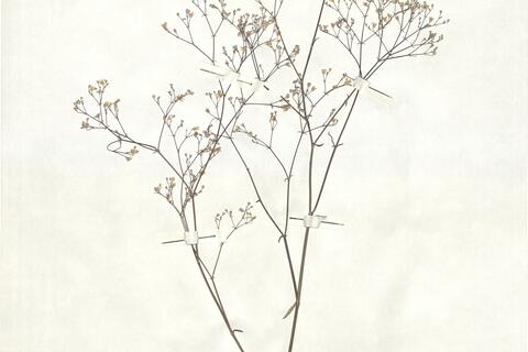 Gypsophila aucheri Boiss. -  RO-HSepv 16863 photo