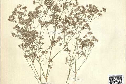 Gypsophila eriocalyx Boiss. -  RO-HSepv 11175 photo
