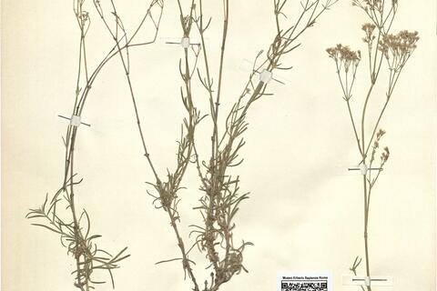 Gypsophila hispanica Willk. -  RO-HSepv 11177 photo