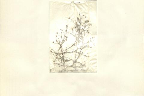 Gypsophila muralis L. -  RO-HSepv 12108 photo