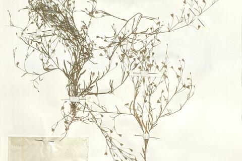 Gypsophila muralis L. -  RO-HSepv 13992 photo