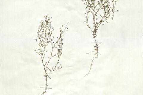Gypsophila muralis L. -  RO-HSepv 18920 - immagine 2