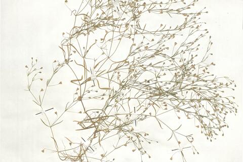 Gypsophila muralis L. -  RO-HSepv 18920 photo