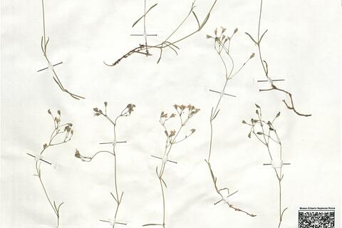 Gypsophila repens L.  -  RO-HSepv 18921 photo