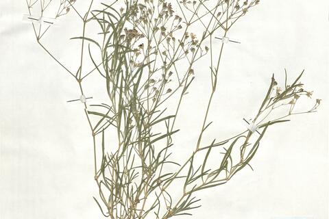 Gypsophila repens L.  -  RO-HSepv 18922 photo