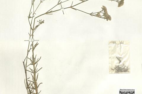 Gypsophila struthium L. subsp. hispanica (Willk.) G. López -  RO-HSepv 15965 photo