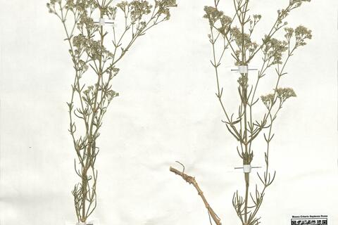 Gypsophila struthium L. subsp. hispanica (Willk.) G. López  -  RO-HSepv 18925 photo