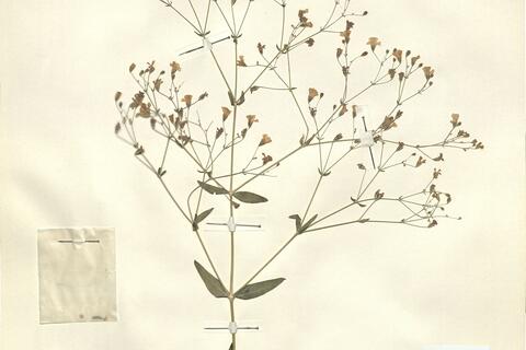 Gypsophila venusta Fenzl -  RO-HSepv 12109 photo