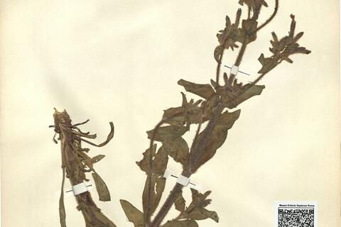 Saponaria glutinosa Bieb. subsp. zapateri (Pau) Willk. ^ -  RO-HSepv 11193 photo